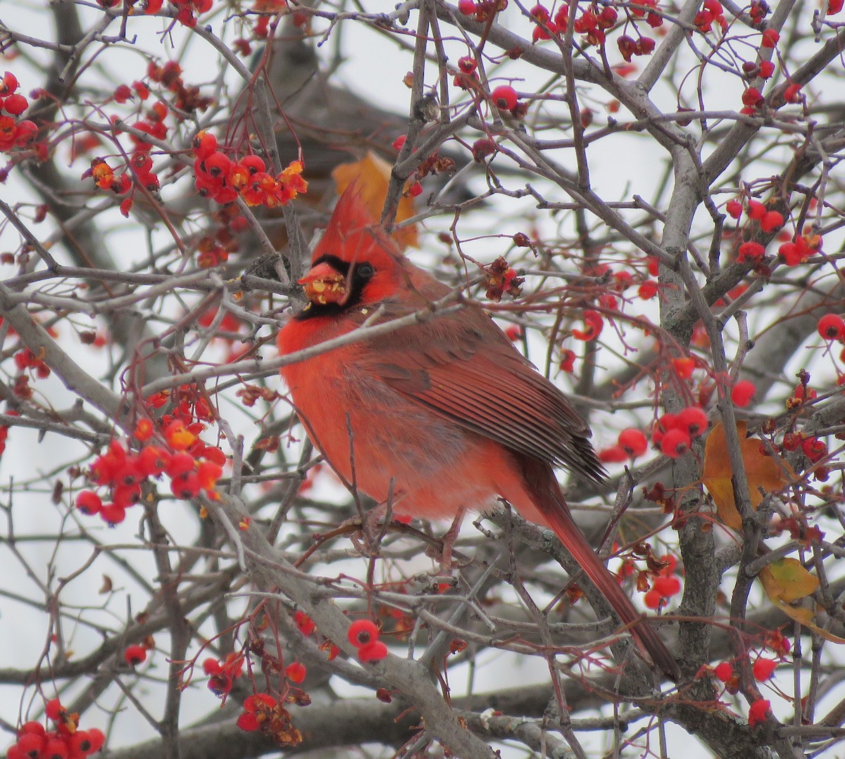 Northern Cardinal - ML646347110