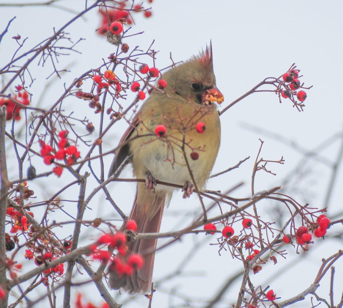 Northern Cardinal - ML646347111
