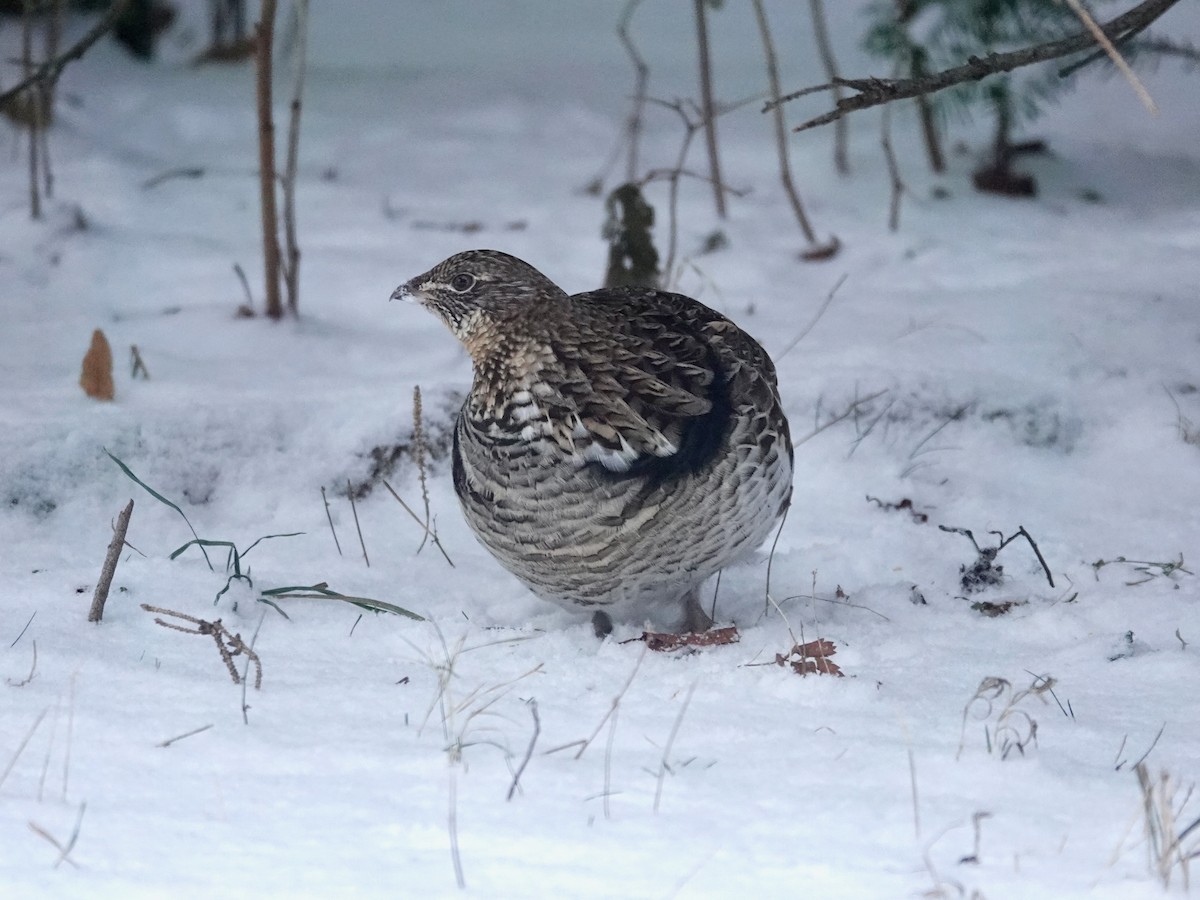 kragejerpe - ML646347113