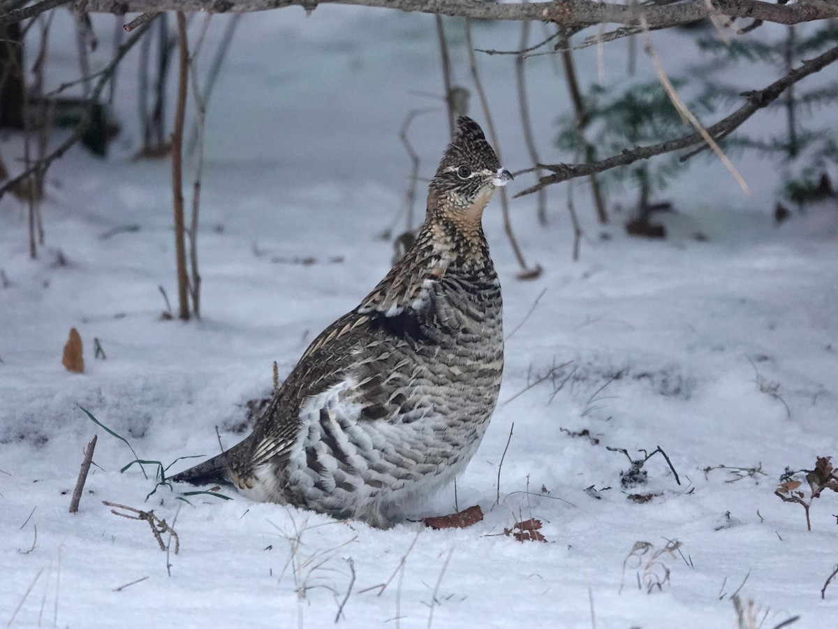 kragejerpe - ML646347114