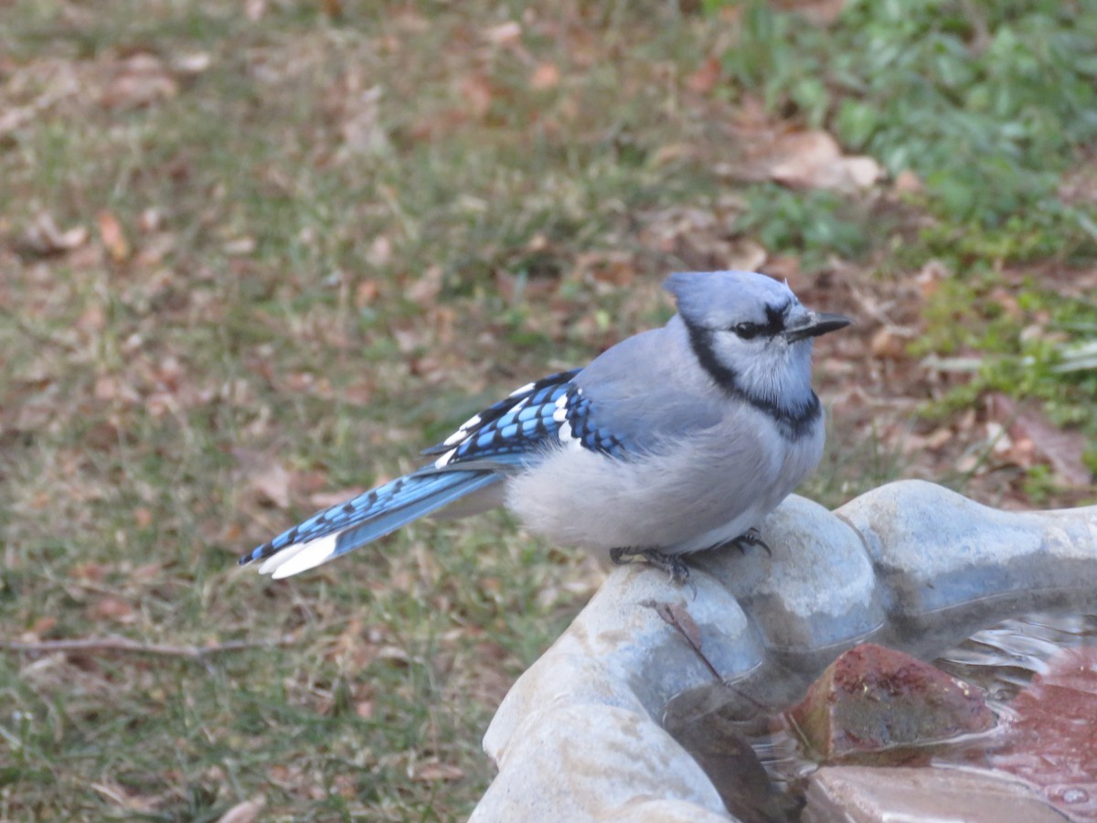 Chara Azul - ML646347116