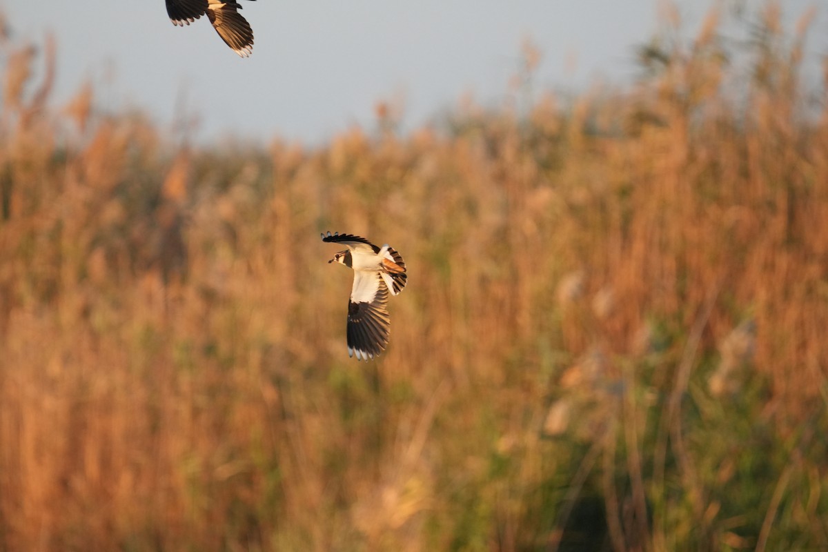Northern Lapwing - ML646347117
