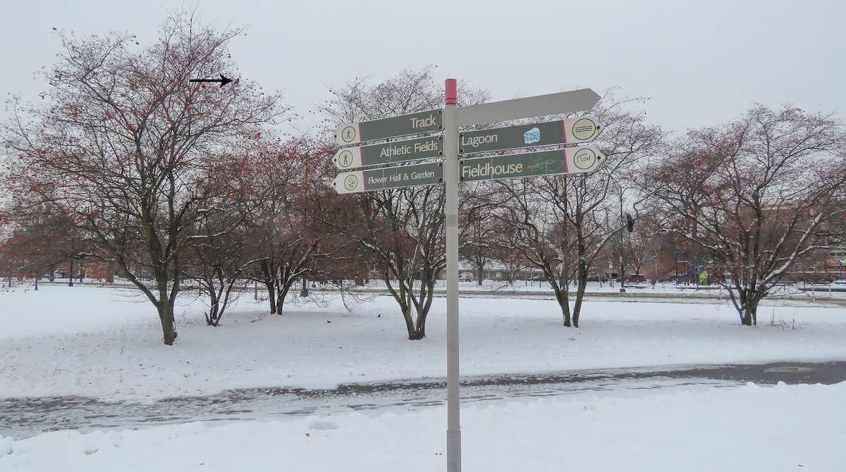 Northern Cardinal - ML646347118