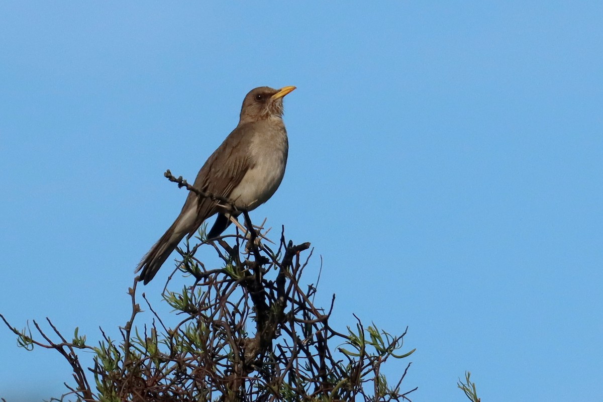 drozd krémovobřichý - ML646347121