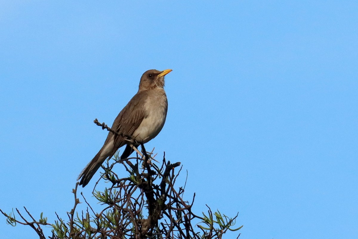 drozd krémovobřichý - ML646347122