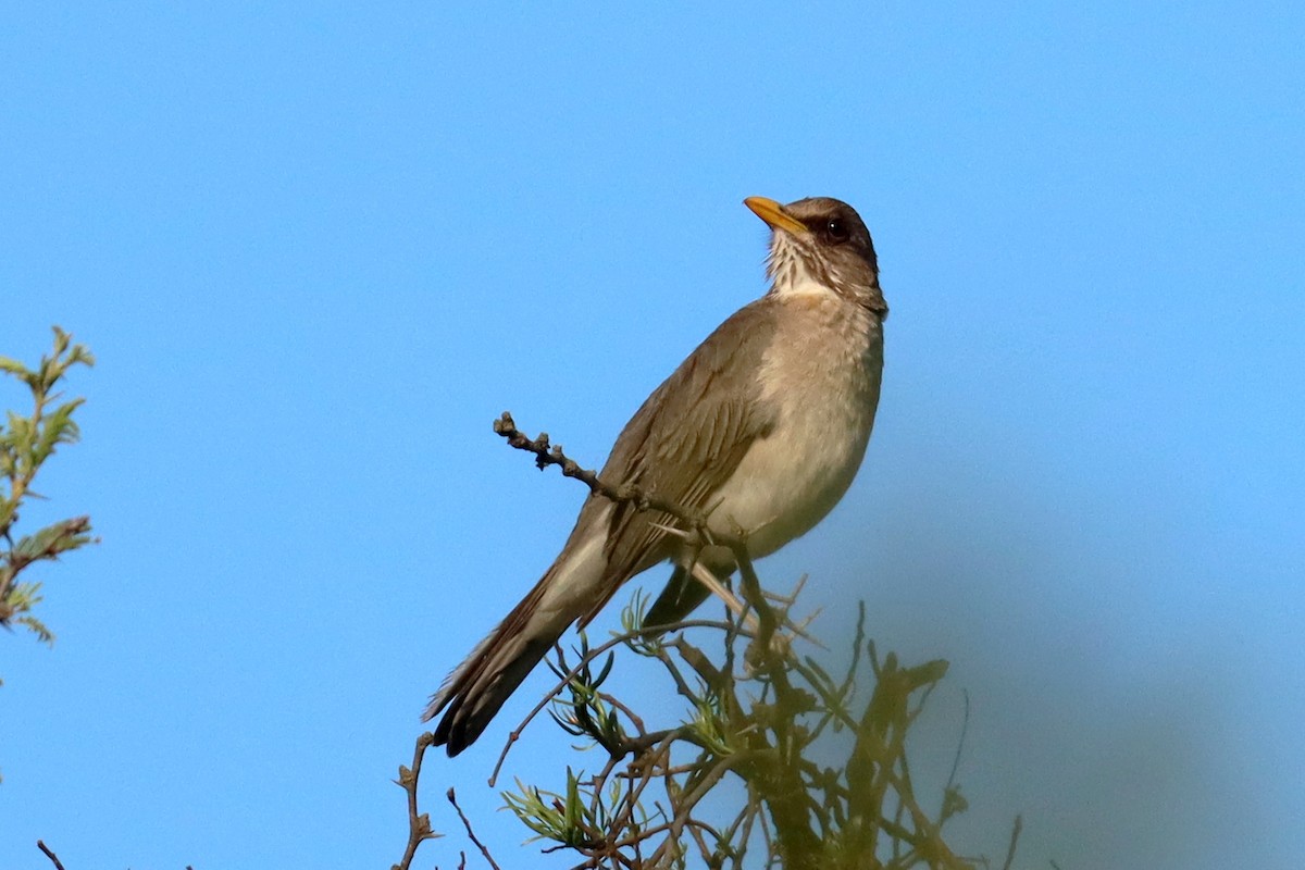 drozd krémovobřichý - ML646347123