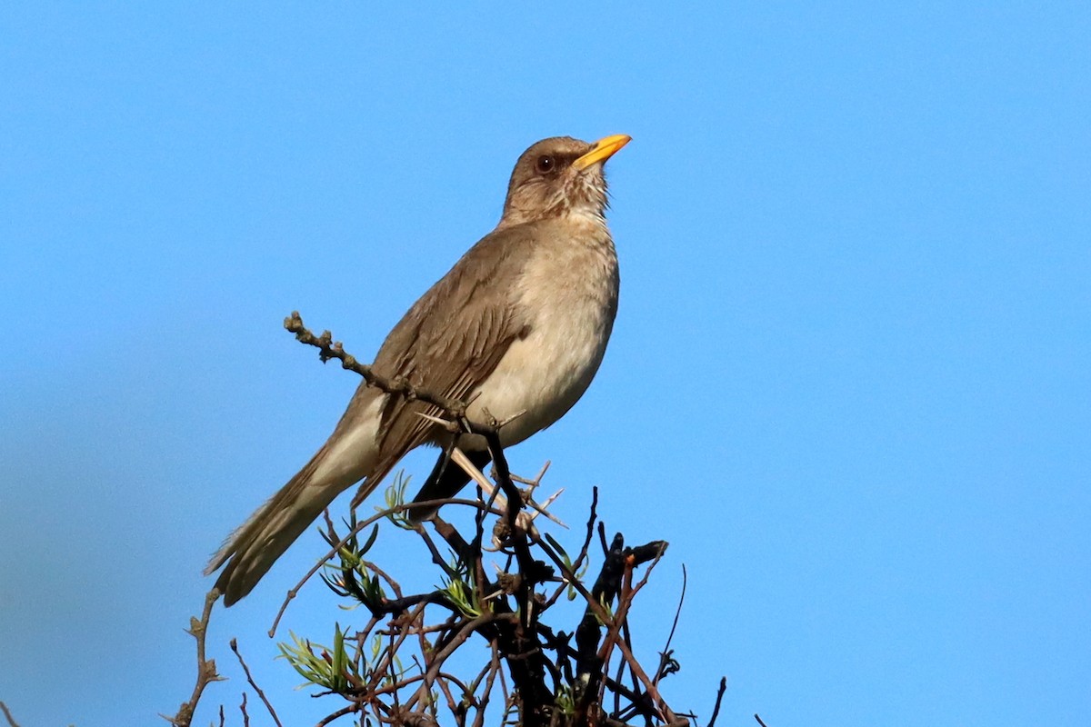 drozd krémovobřichý - ML646347124