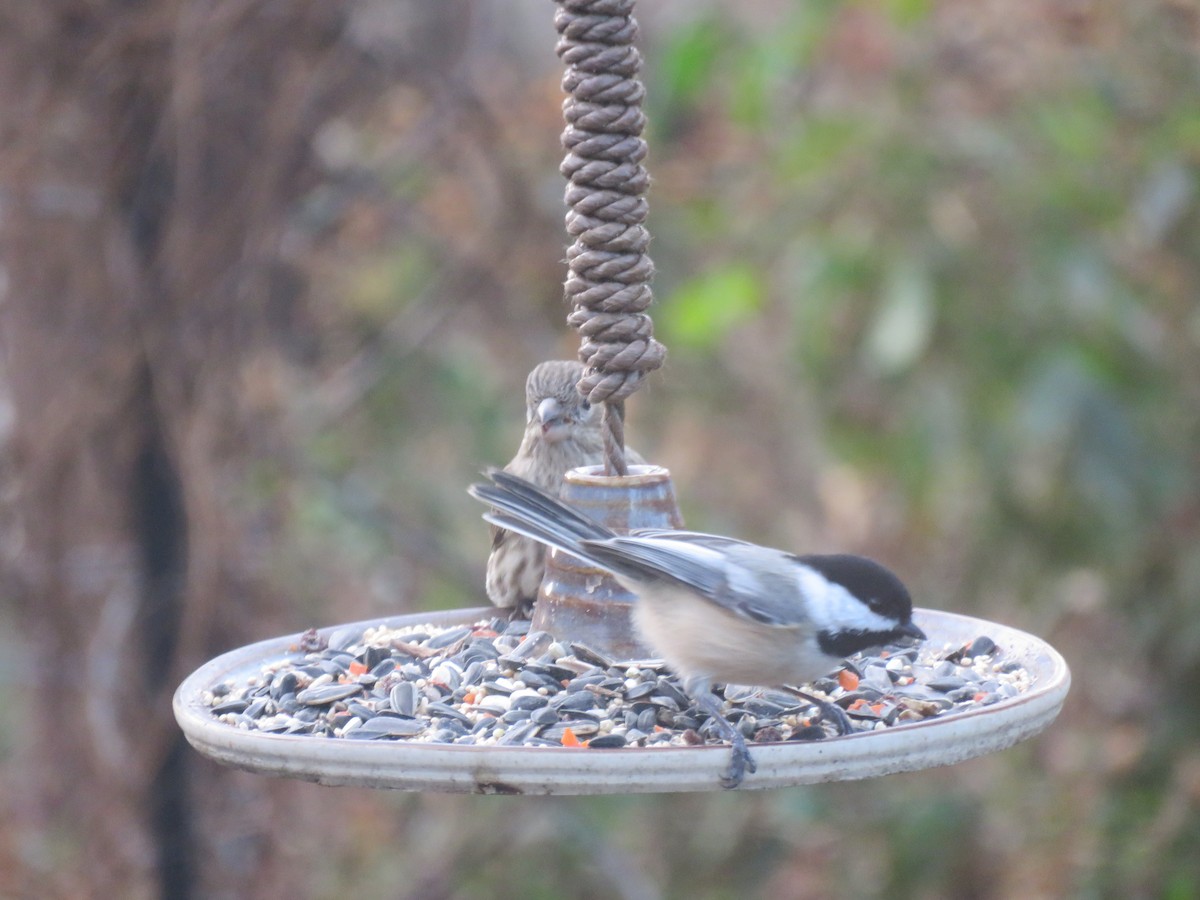 Carbonero Cabecinegro - ML646347125