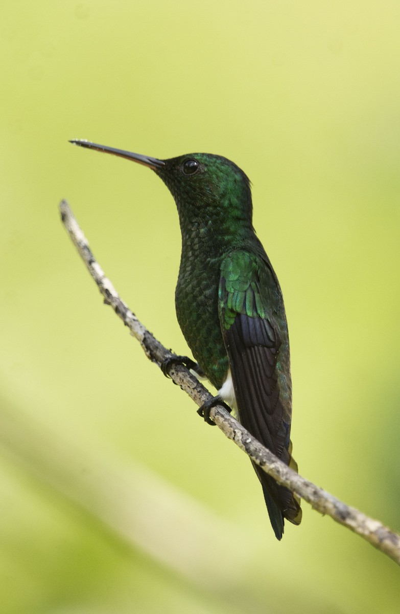 Steely-vented Hummingbird - ML646347126