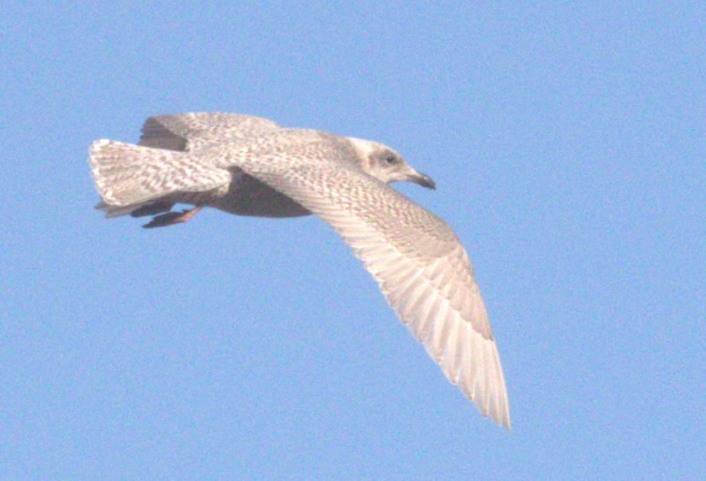 Iceland Gull (kumlieni) - ML646347133