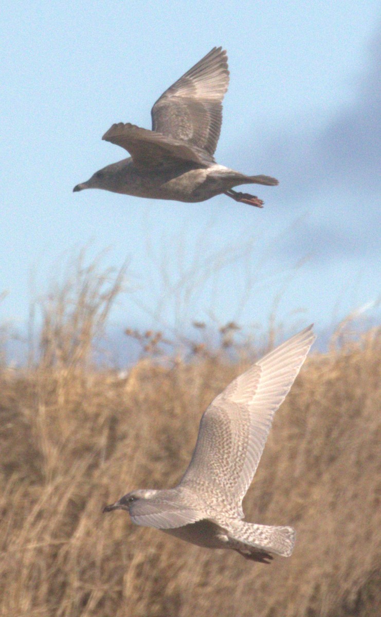 Iceland Gull (kumlieni) - ML646347134