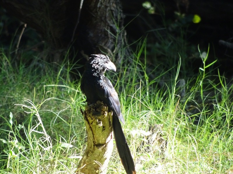 Groove-billed Ani - ML646347135