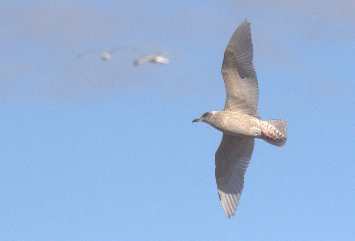 Iceland Gull (kumlieni) - ML646347136