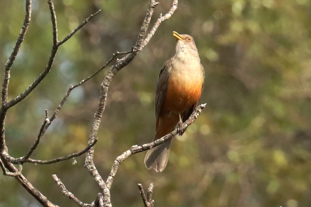 drozd rezavobřichý - ML646347137