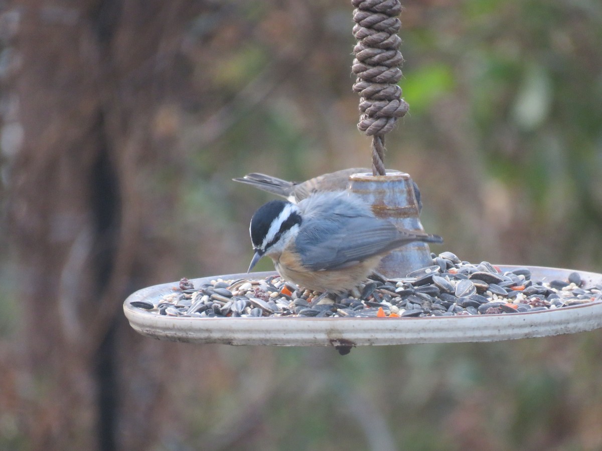 Trepador Canadiense - ML646347139