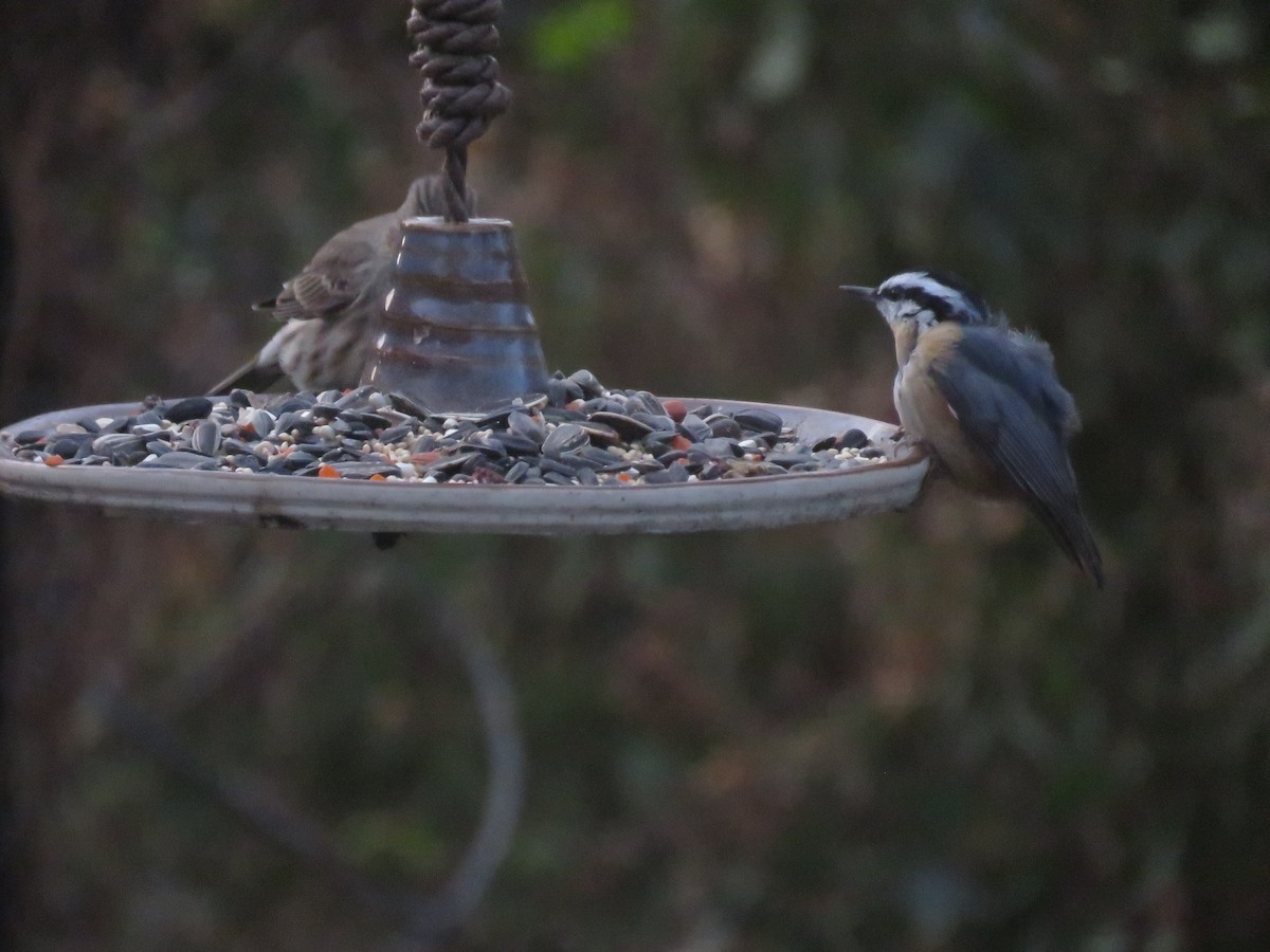 Trepador Canadiense - ML646347140