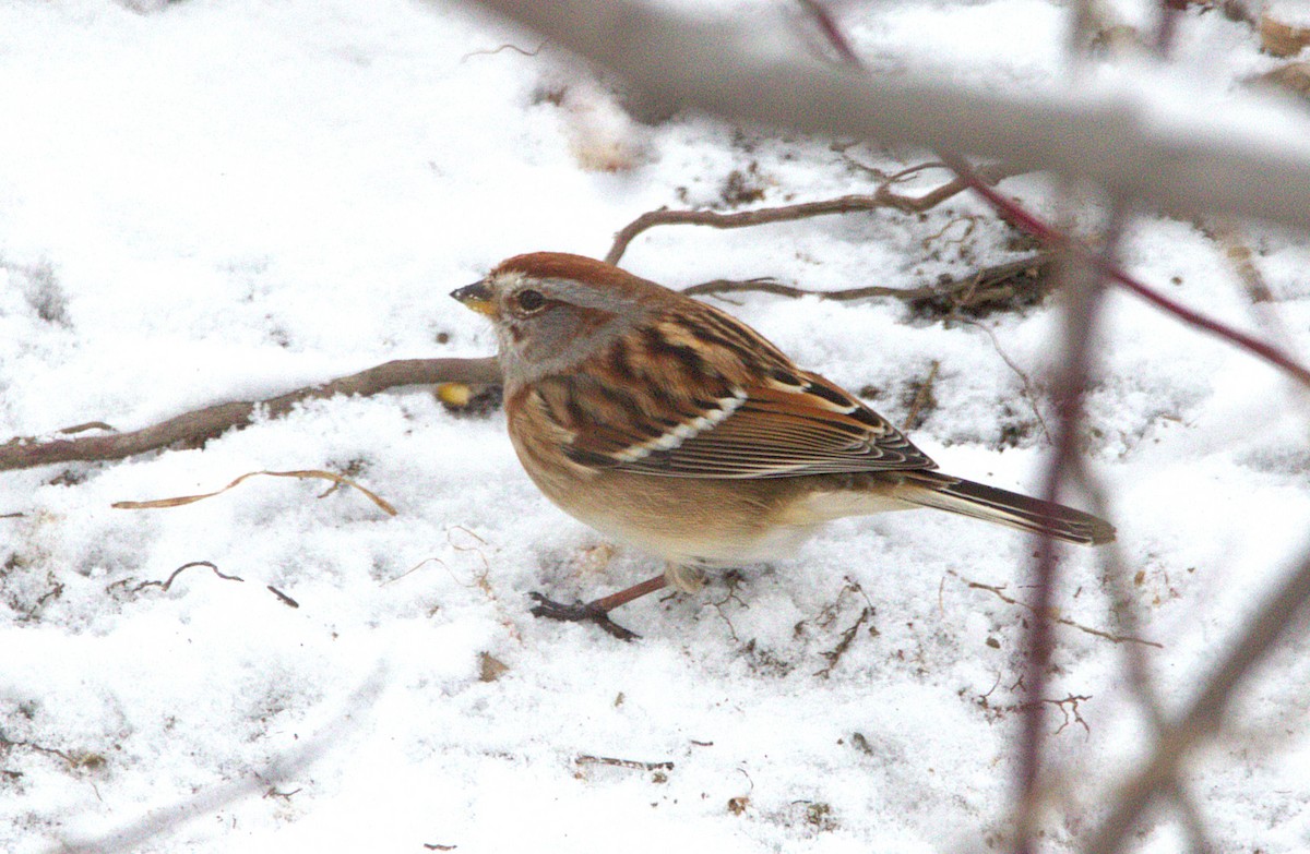 American Tree Sparrow - ML646347143