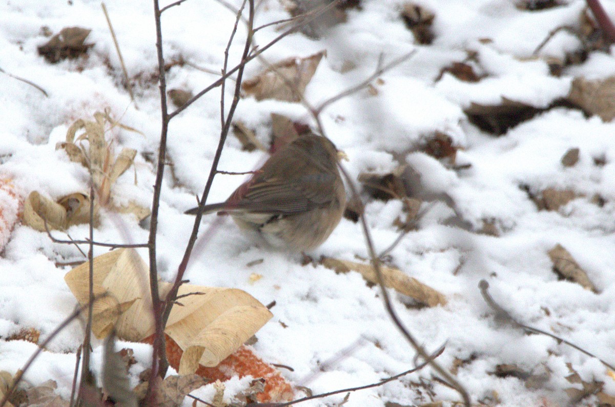 Dark-eyed Junco - ML646347144