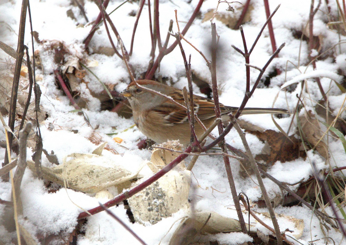 American Tree Sparrow - ML646347145