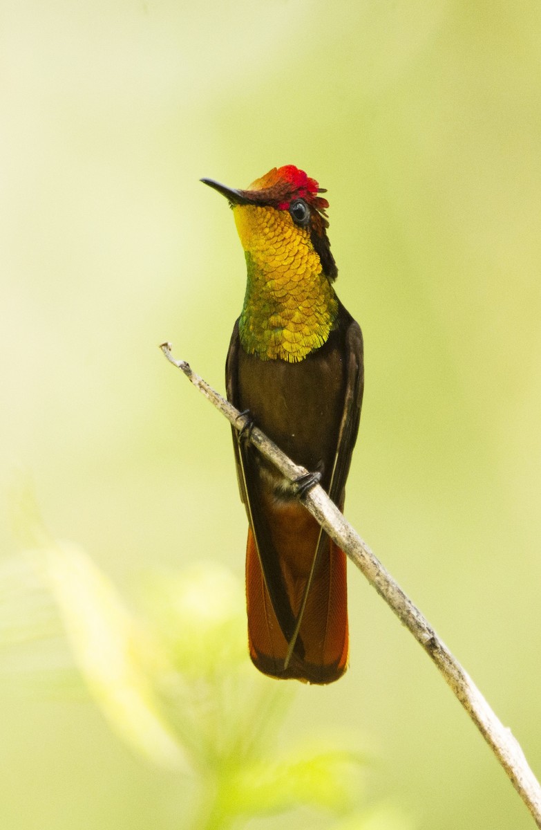 Ruby-topaz Hummingbird - ML646347147
