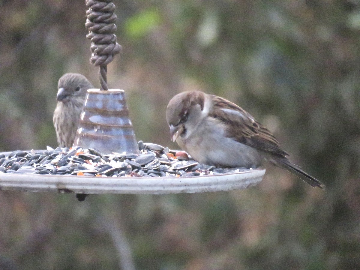 Gorrión Común - ML646347148