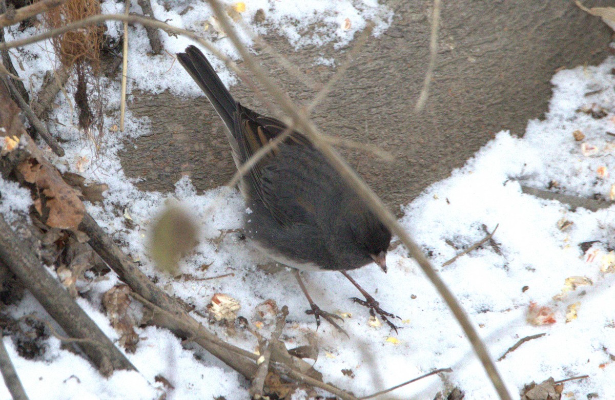 Dark-eyed Junco - ML646347149