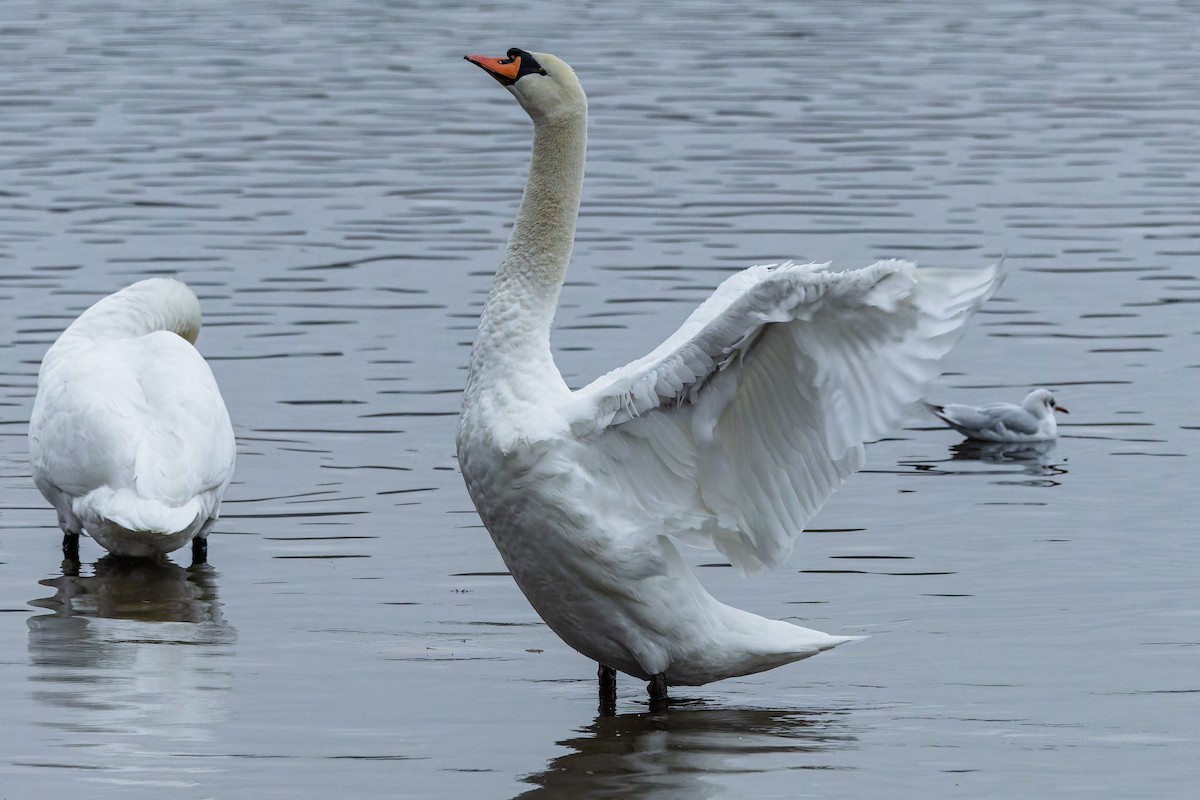 疣鼻天鵝 - ML646347151