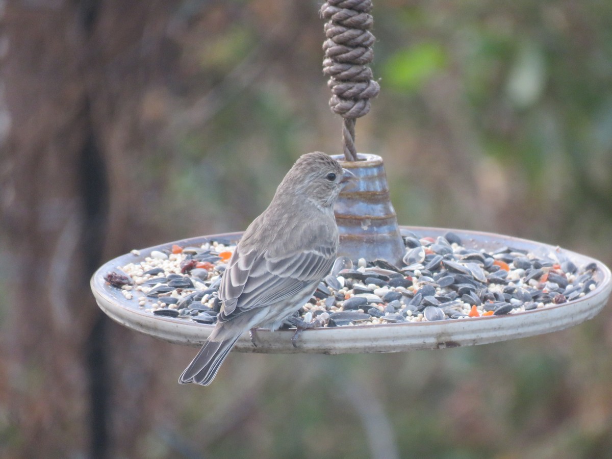 Camachuelo Mexicano - ML646347152