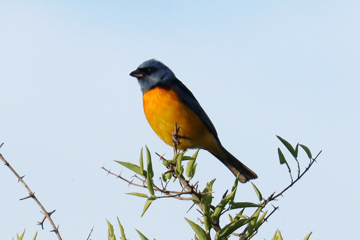 Blue-and-yellow Tanager - ML646347153