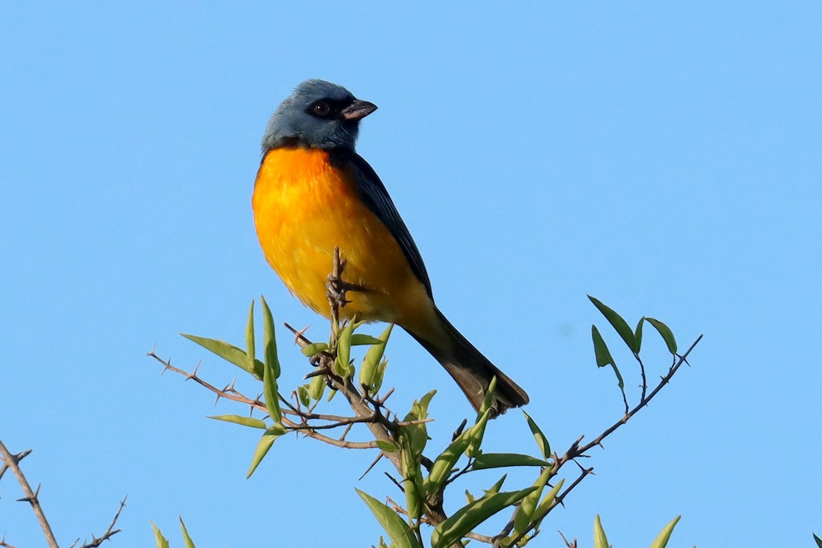 Blue-and-yellow Tanager - ML646347154