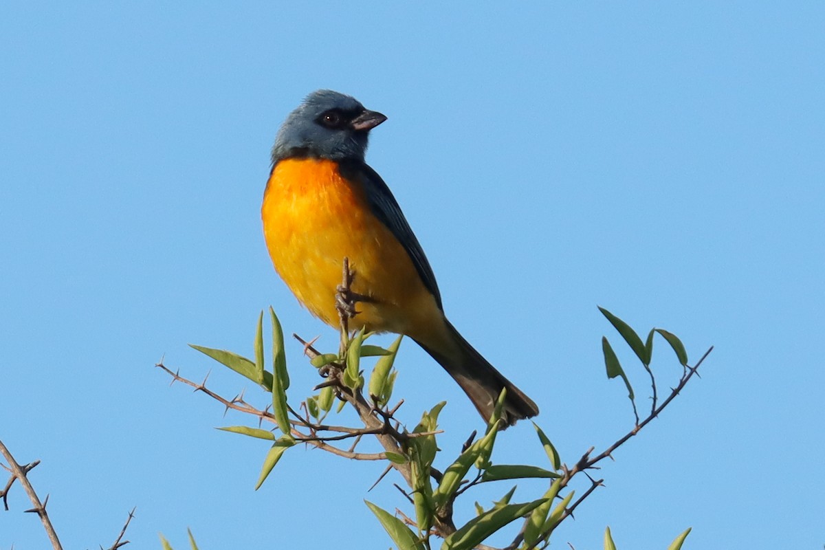Blue-and-yellow Tanager - ML646347155