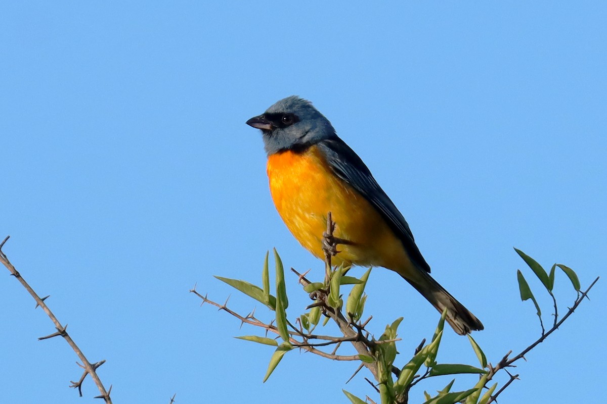 Blue-and-yellow Tanager - ML646347156