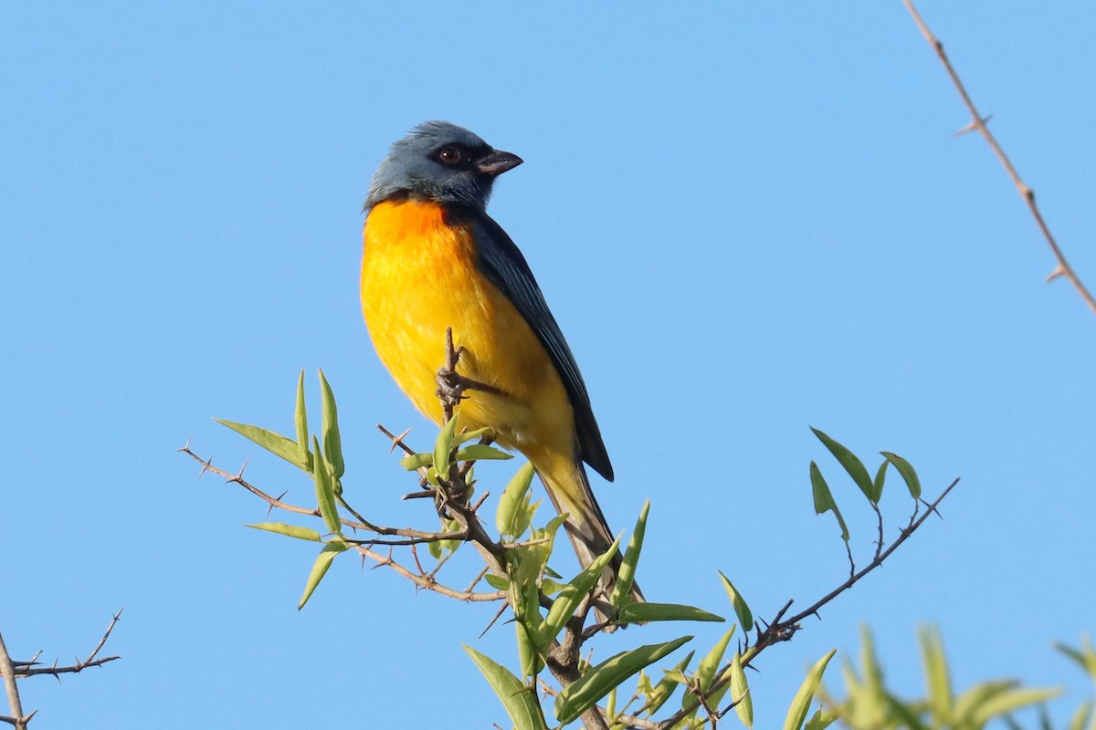 Blue-and-yellow Tanager - ML646347157