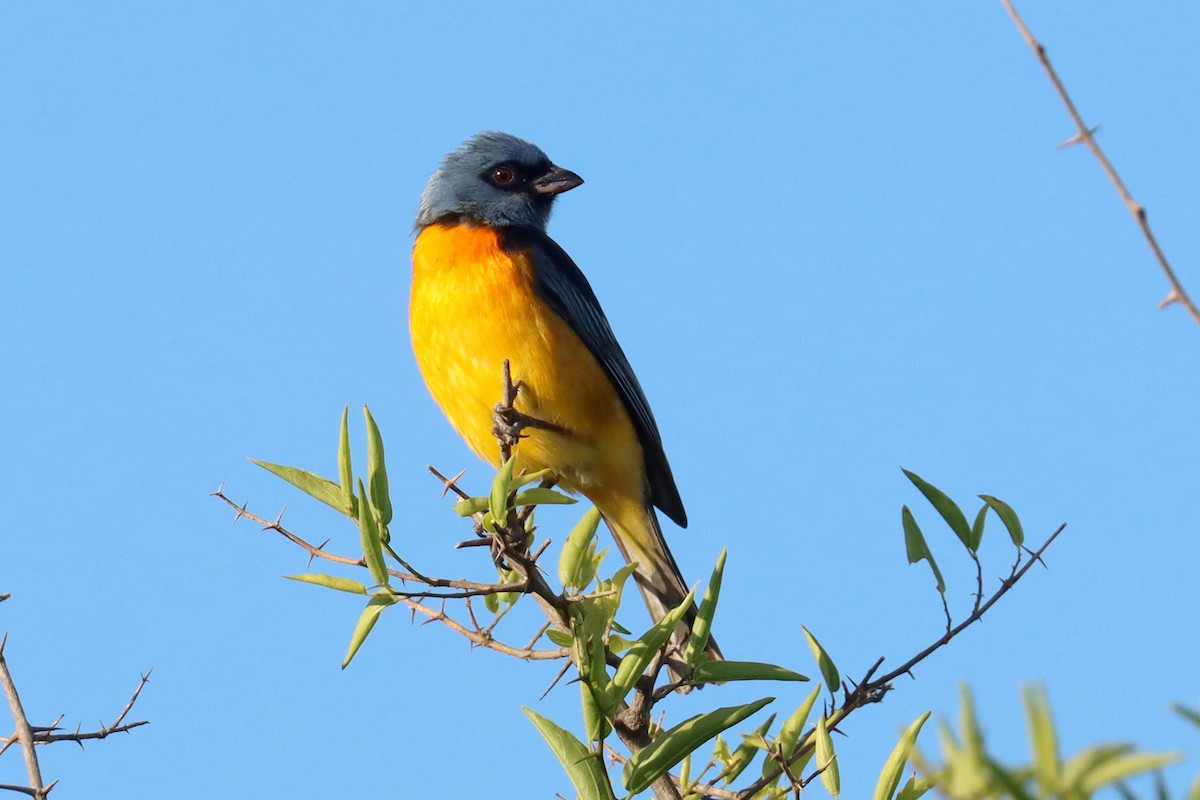 Blue-and-yellow Tanager - ML646347158