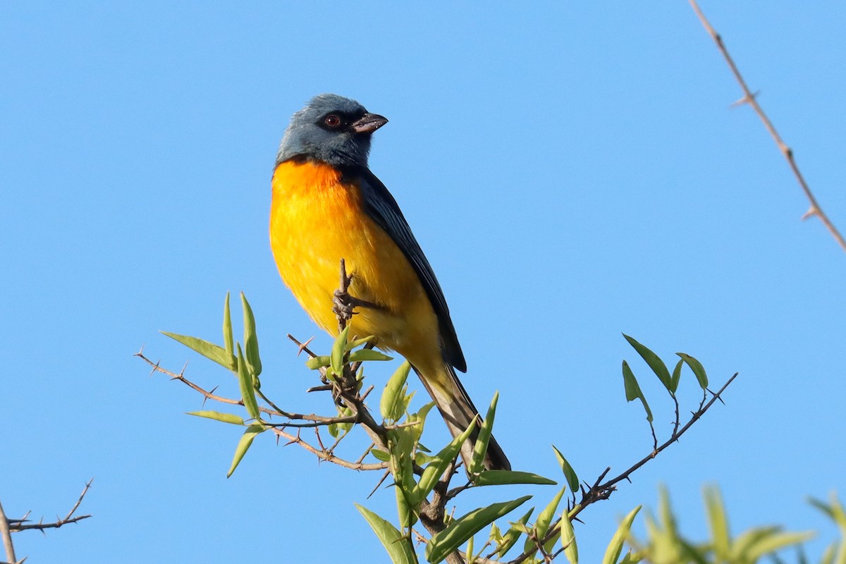 Blue-and-yellow Tanager - ML646347159