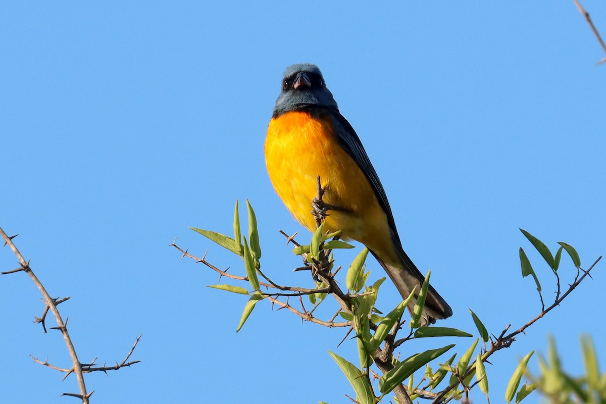 Blue-and-yellow Tanager - ML646347160
