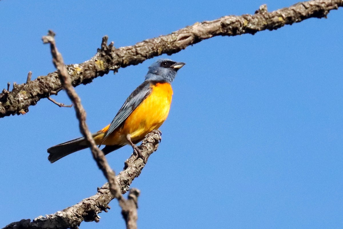 Blue-and-yellow Tanager - ML646347161
