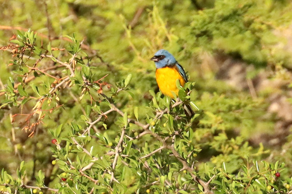 Blue-and-yellow Tanager - ML646347162