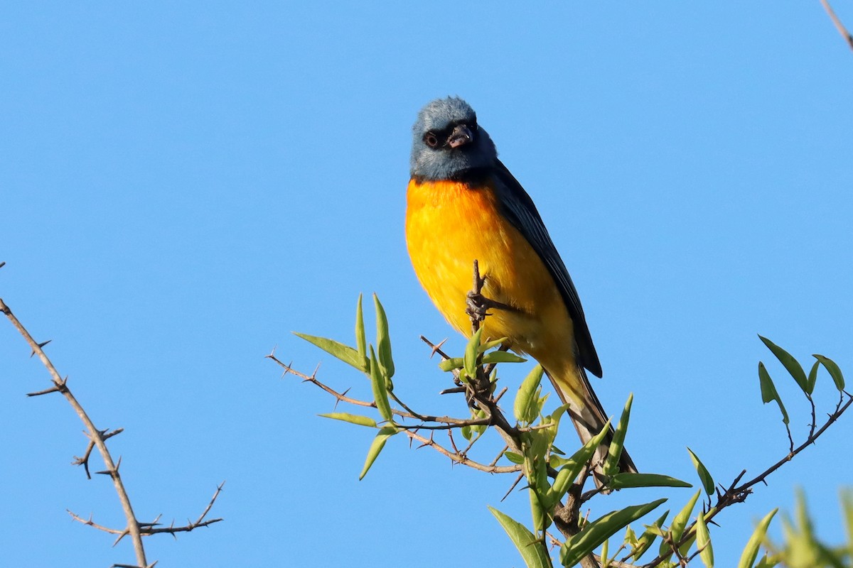 Blue-and-yellow Tanager - ML646347163