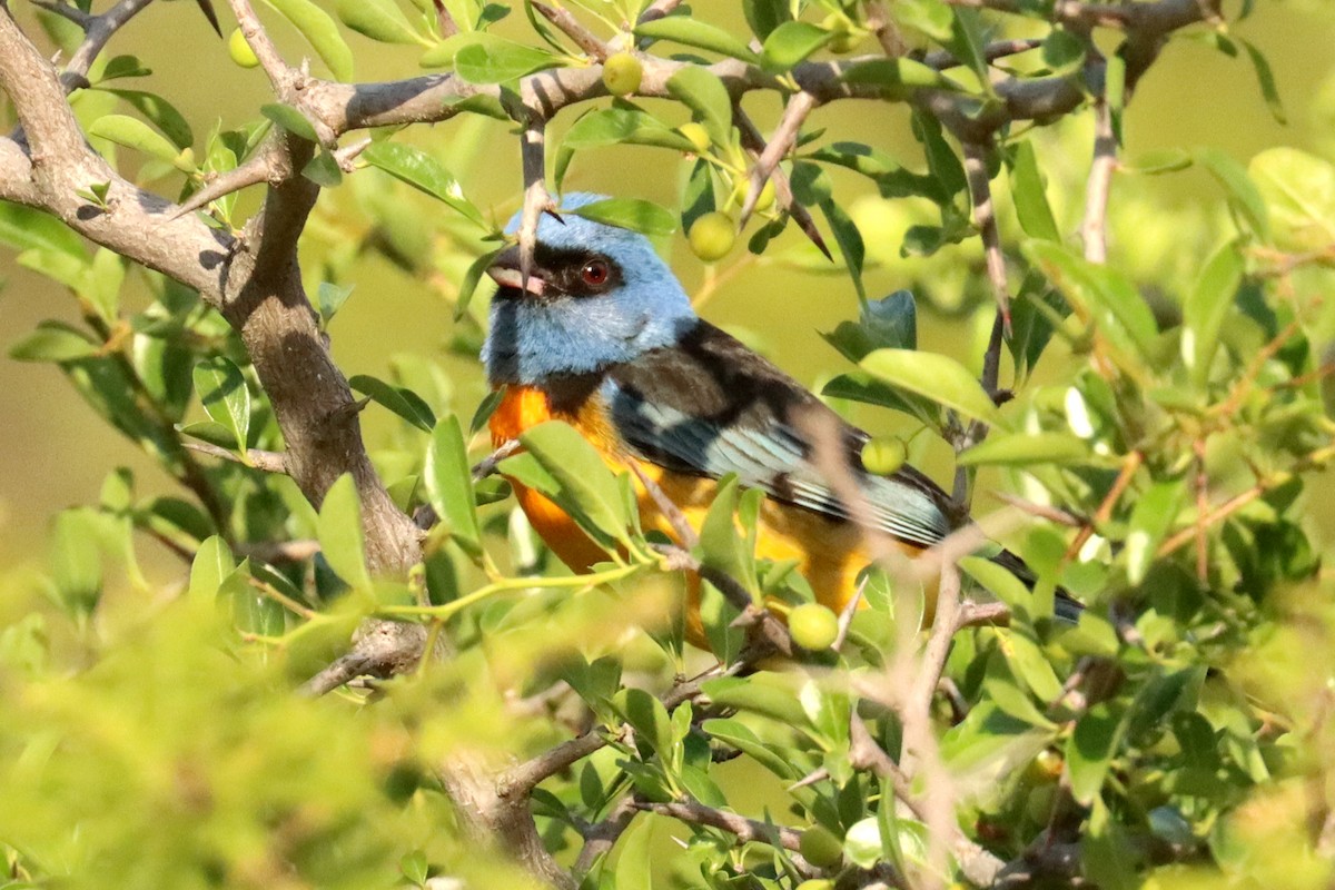 Blue-and-yellow Tanager - ML646347164