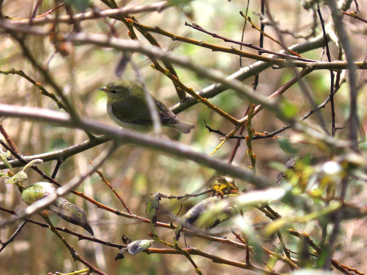 Tennessee Warbler - ML646347169