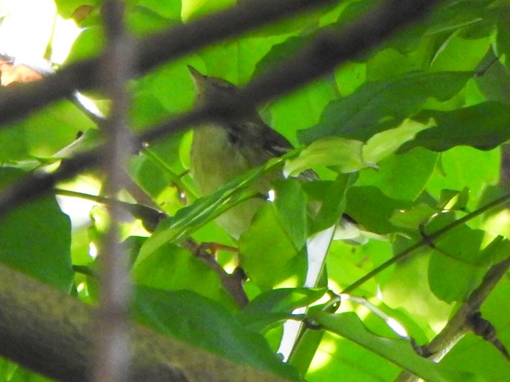 Blackpoll Warbler - ML646347171