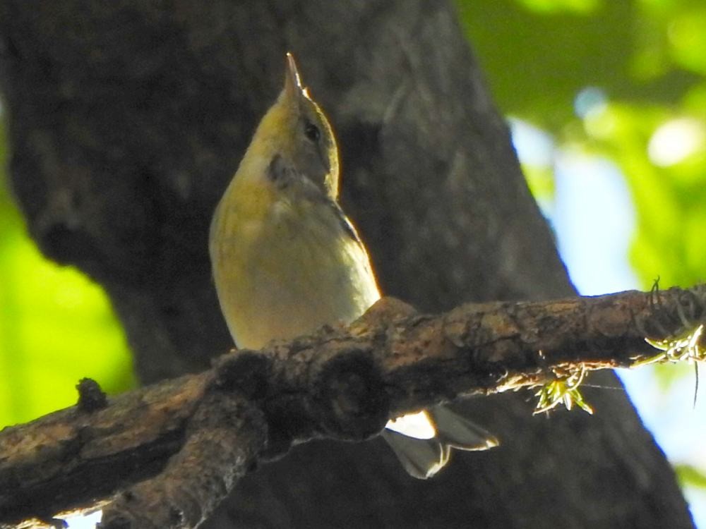 Blackpoll Warbler - ML646347172