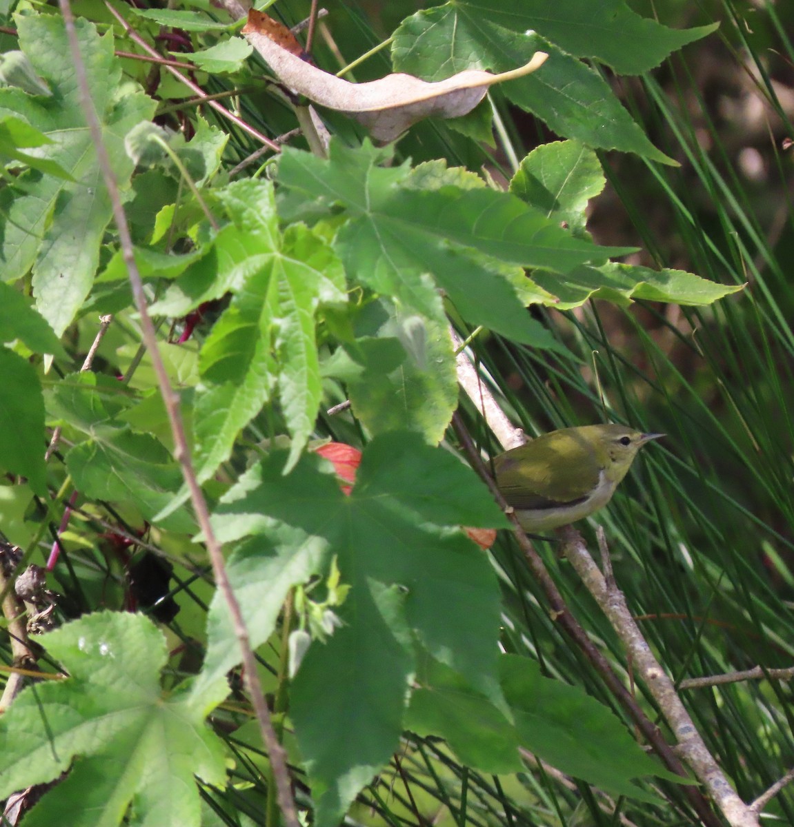 Tennessee Warbler - ML646347173