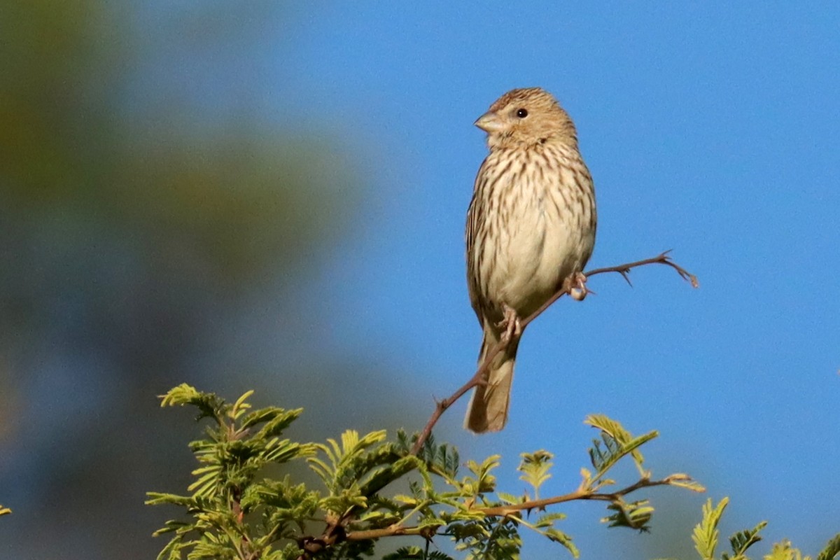 Saffron Finch - ML646347177