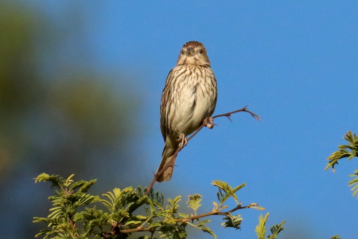 Saffron Finch - ML646347178