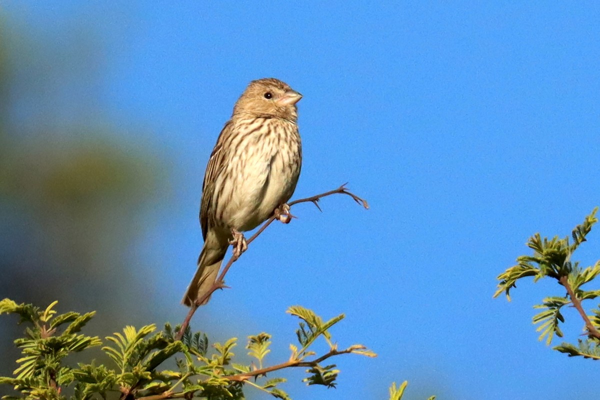 Saffron Finch - ML646347179