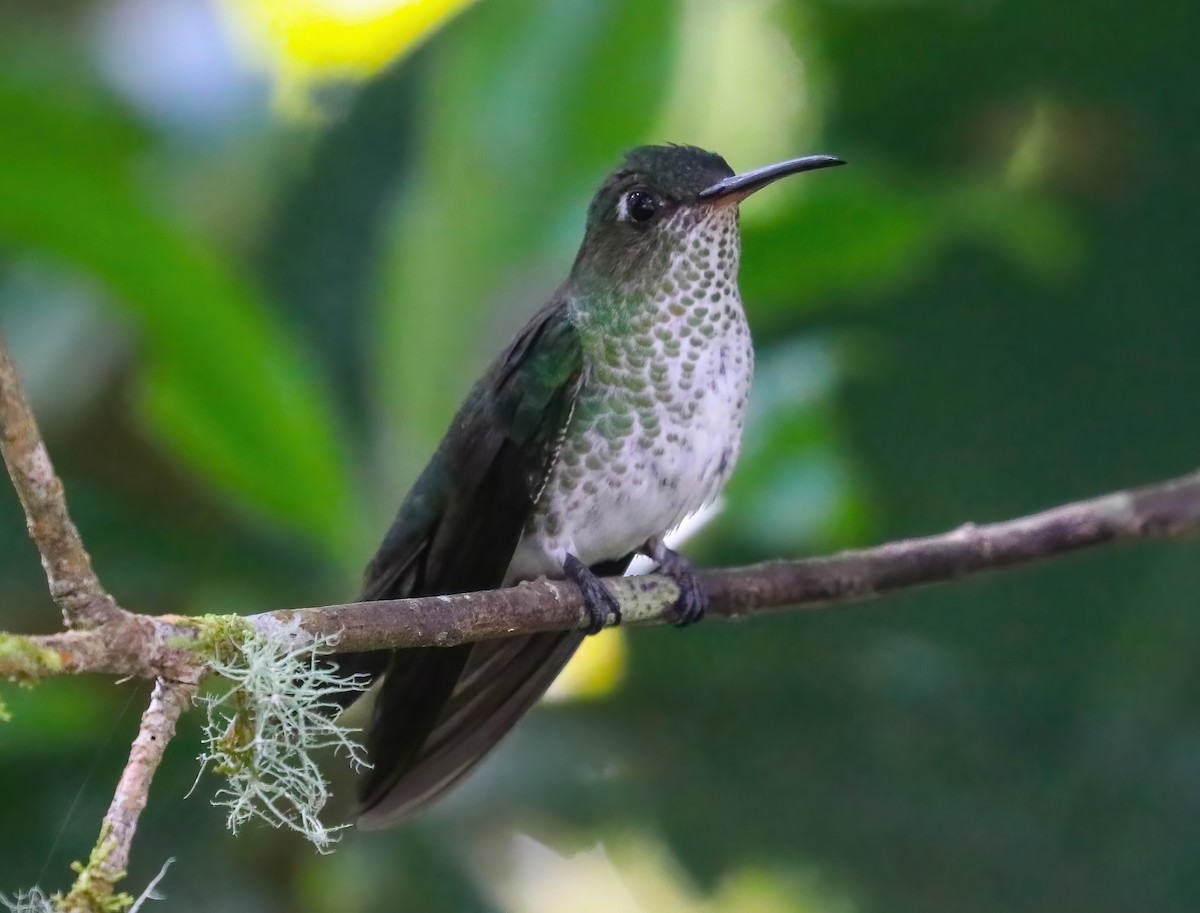 Colibri grivelé - ML646347187