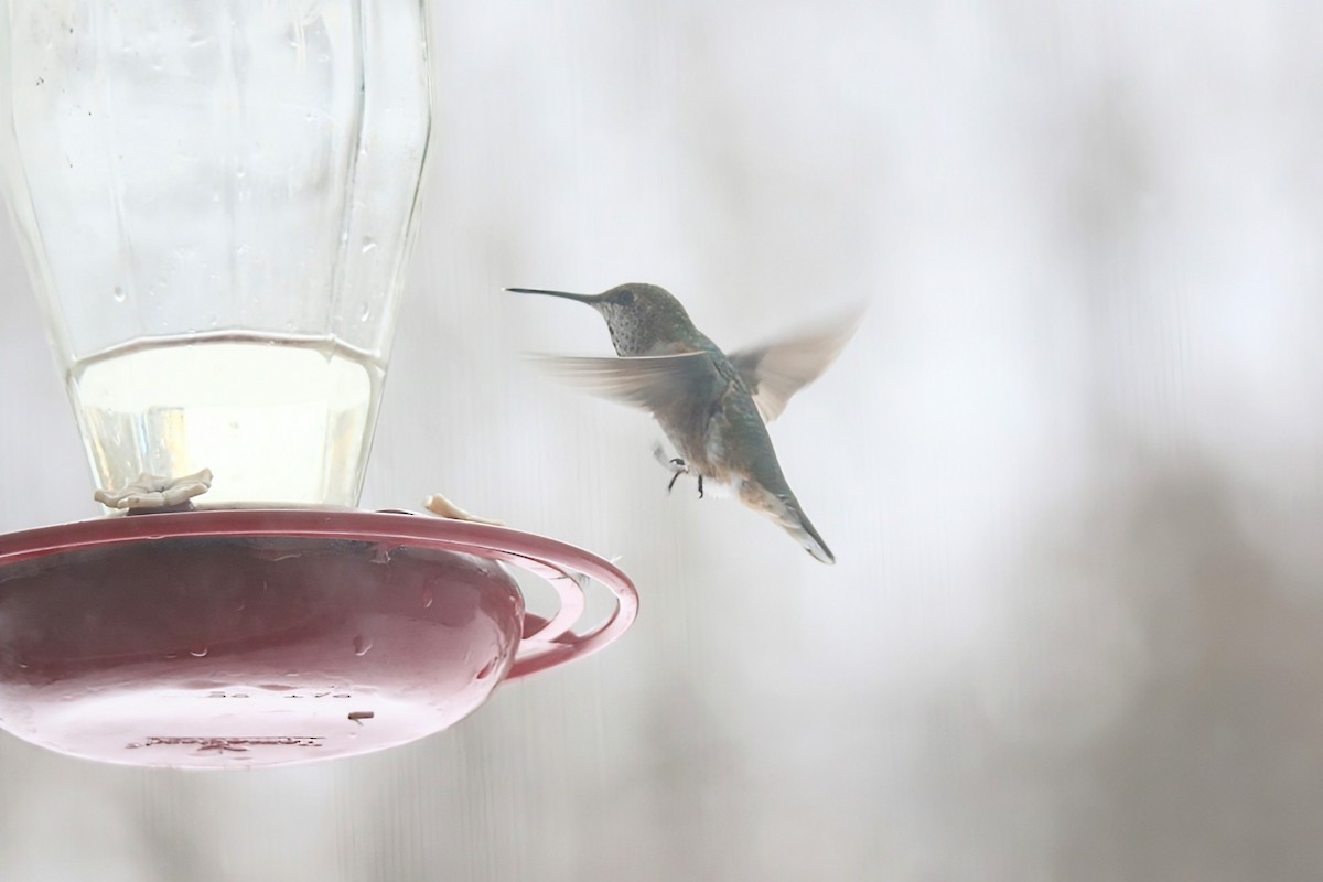 Rufous Hummingbird - ML646347188
