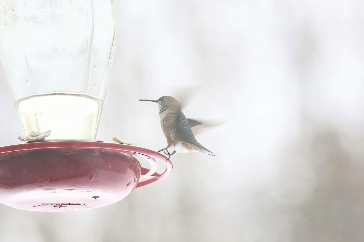Rufous Hummingbird - ML646347190